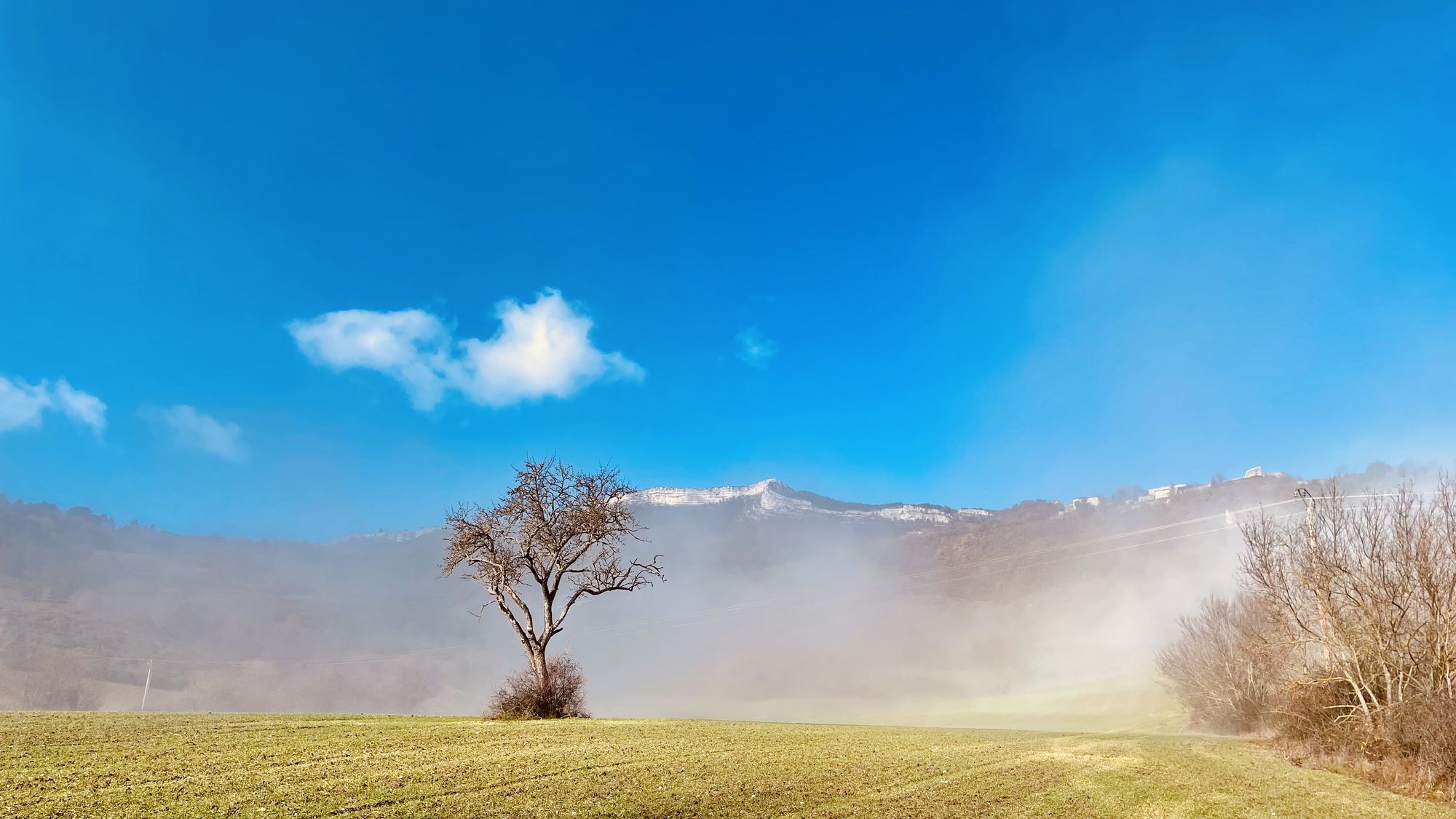 L'arbre
